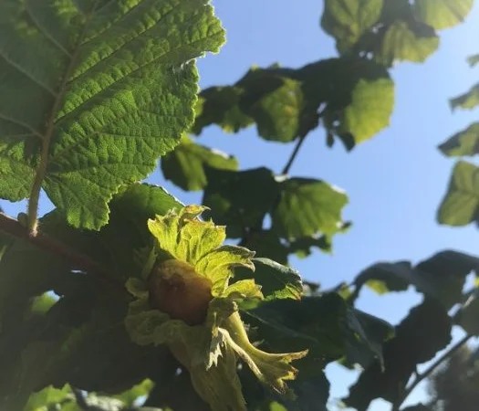 Саджанці фундука (на осінь 2024) - фото № 3