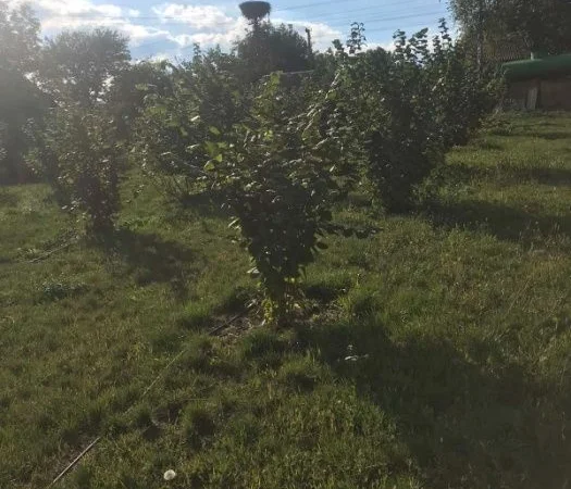 Саджанці фундука (на осінь 2024) - фото № 4