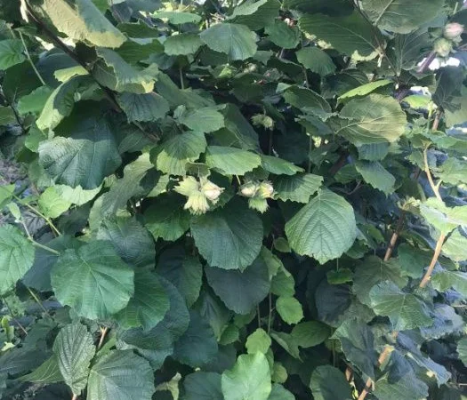 Саджанці фундука (на осінь 2024) - фото № 5