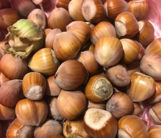 Саджанці фундука (на осінь 2024) - фото № 7