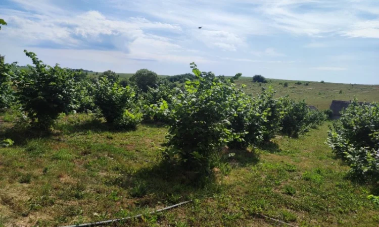 Саджанці фундука (на осінь 2024) - фото № 1