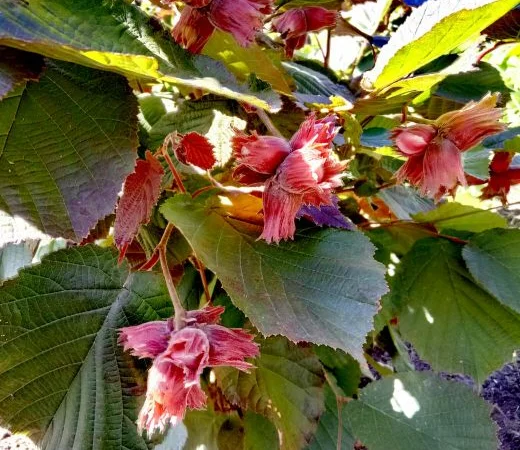 Барселонський, Каталонський, Сирена червонолистий, варшавський червоний - фото № 1