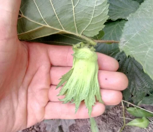 Барселонський, Каталонський, Сирена червонолистий, варшавський червоний - фото № 2