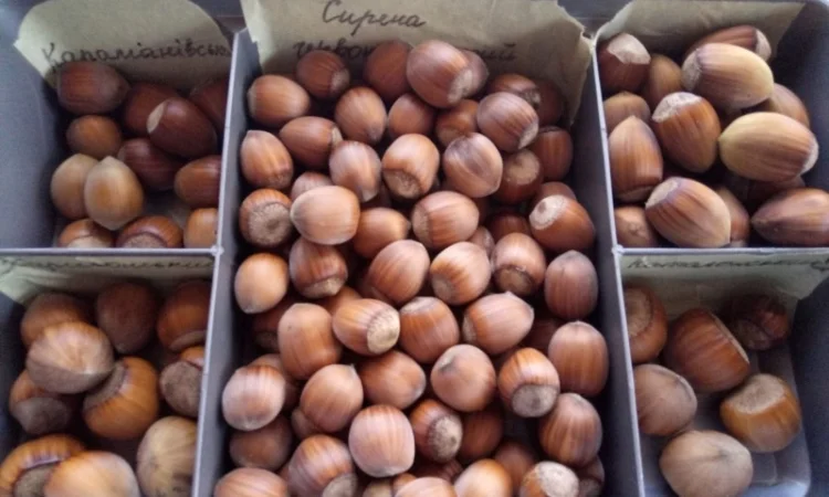 Барселонський, Каталонський, Сирена червонолистий, варшавський червоний - фото № 3