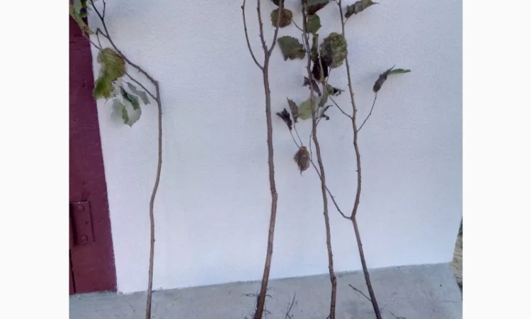 Фундук 2-ох річка тонда ді джифоні - фото № 1