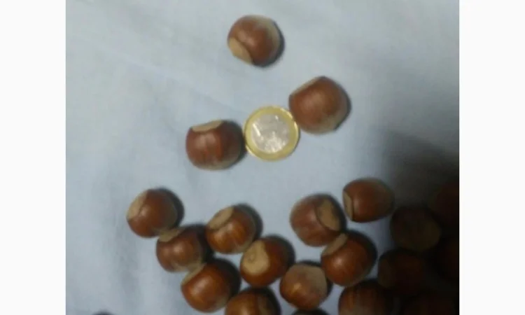 Фундук 2-ох річка тонда ді джифоні - фото № 2