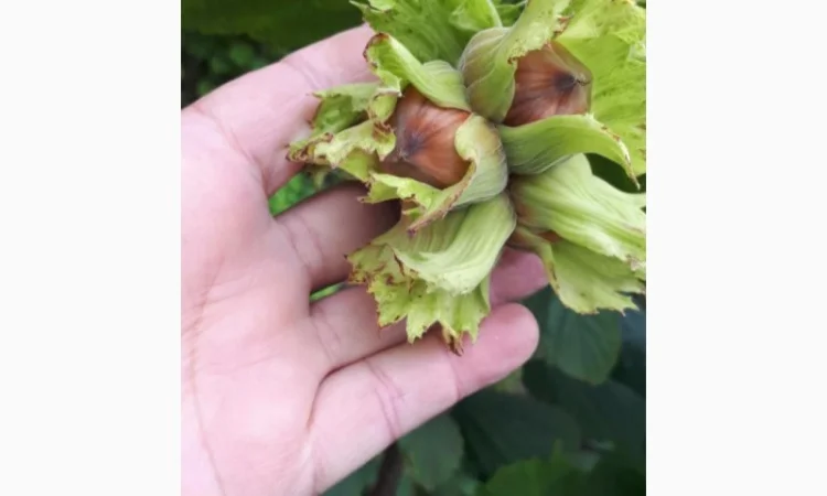 Фундук 2-ох річка тонда ді джифоні - фото № 3