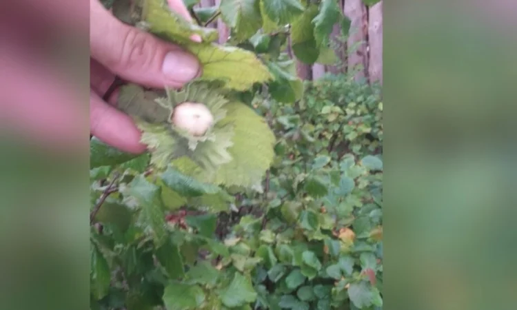 Фундук 2-ох річка тонда ді джифоні - фото № 4