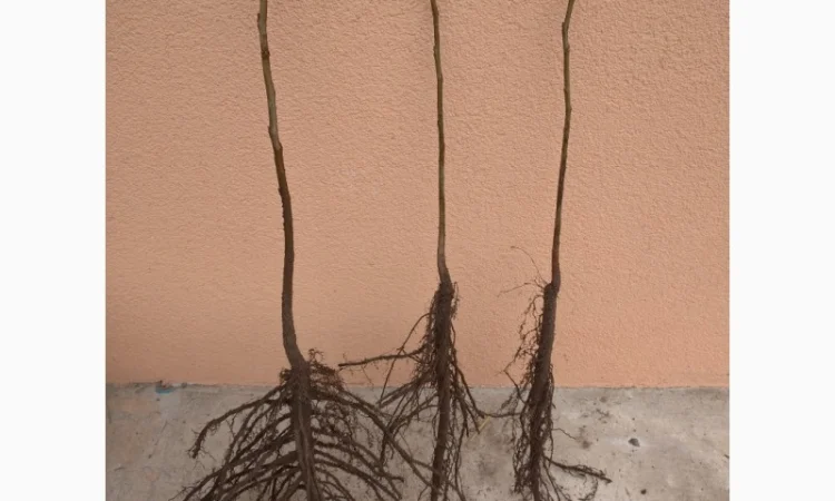 Саджанці фундука, ведмежого горіха, чорного горіха - фото № 1