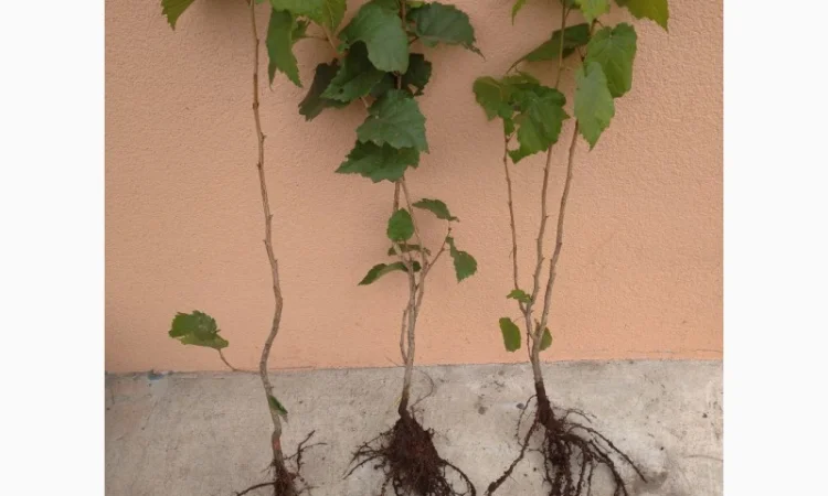 Саджанці фундука, ведмежого горіха, чорного горіха - фото № 2