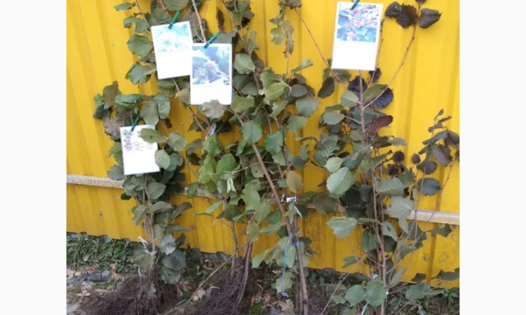 Саджанці фундука, ведмежого горіха, чорного горіха - фото № 3