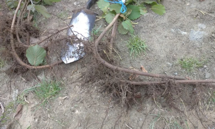 Саджанці фундука, ведмежого горіха, чорного горіха - фото № 4