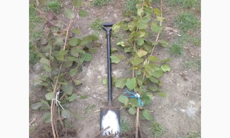 Саджанці фундука, ведмежого горіха, чорного горіха - фото № 5