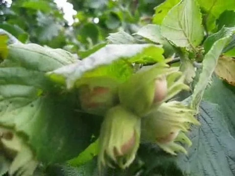Саджанці фундука Каталоньский, Барселоньський, Вебба, Трапезунд, Шедевер - фото № 6