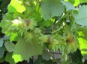 Саджанці фундука Каталоньский, Барселоньський, Вебба, Трапезунд, Шедевер - фото № 7