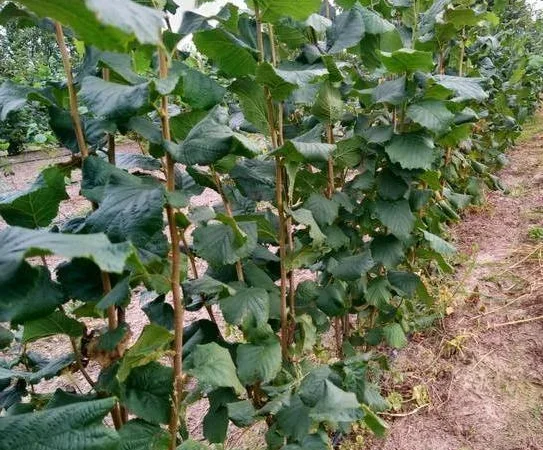 Саджанці фундука Каталоньский, Барселоньський, Вебба, Трапезунд, Шедевер - фото № 9