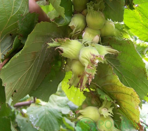 Саджанці фундука Каталоньский, Барселоньський, Вебба, Трапезунд, Шедевер - фото № 10