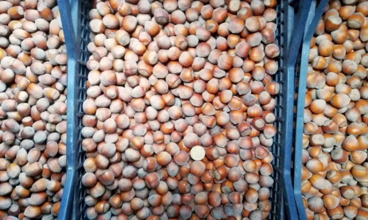 Саджанці фундука Каталоньский, Барселоньський, Вебба, Трапезунд, Шедевер - фото № 2