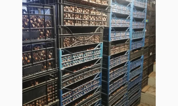 Саджанці фундука Каталоньский, Барселоньський, Вебба, Трапезунд, Шедевер - фото № 3