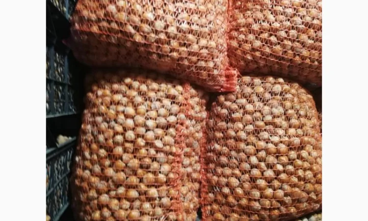 Саджанці фундука Каталоньский, Барселоньський, Вебба, Трапезунд, Шедевер - фото № 1