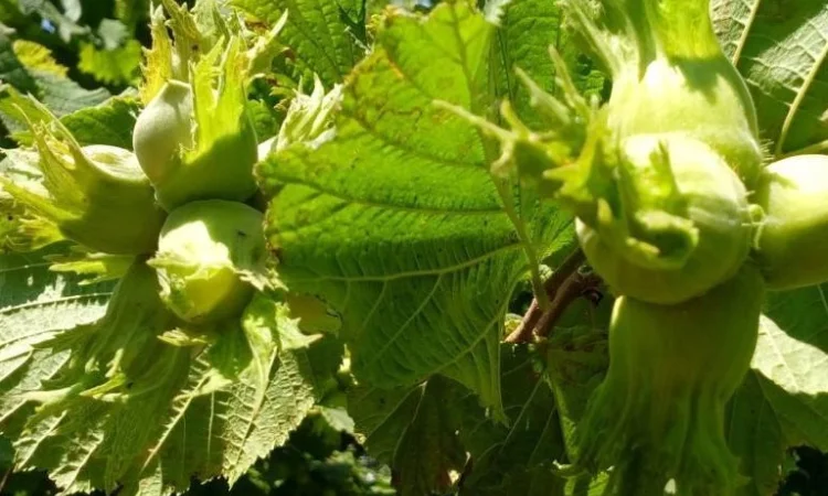 Саджанці фундука Каталоньский, Барселоньський, Вебба, Трапезунд, Шедевер - фото № 8