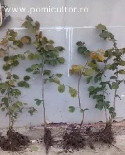 Саджанці фундука Каталоньский, Барселоньський, Вебба, Трапезунд, Шедевер - фото № 4