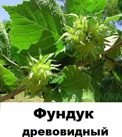 Продам саженцы медвежего ореха (древовидная лещина) - фото № 1