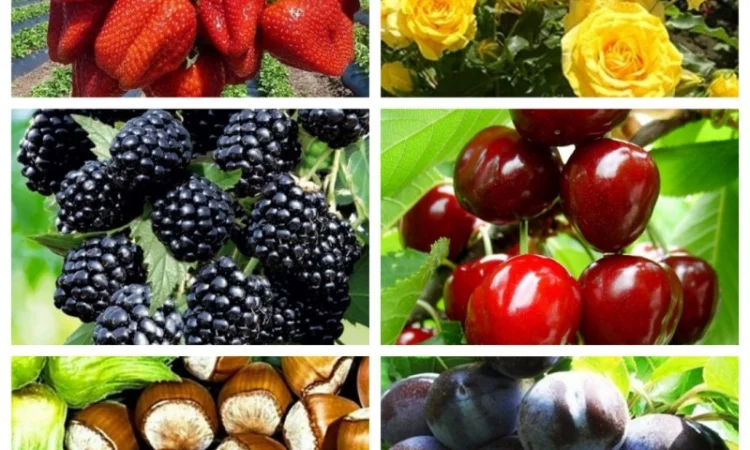 Саженцы новых крупноплодных сортов черешни и вишни опт и розница - фото № 2