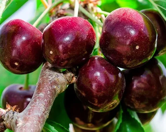 Саженцы новых крупноплодных сортов черешни и вишни опт и розница - фото № 1