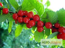 Саженцы вишен и черешен - фото № 1