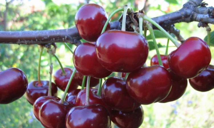 Саженцы вишен и черешен - фото № 3