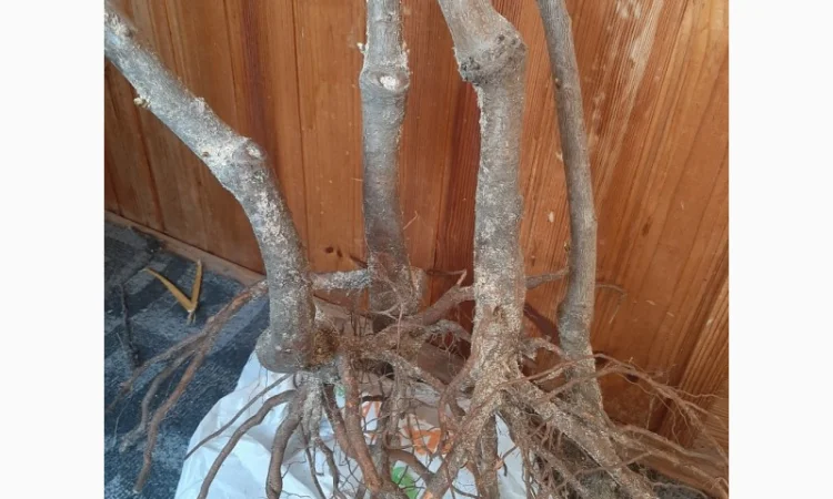 Продаю саженцы черешни, 4сорта, 2лет 1, 6 метра по 120гр - фото № 2