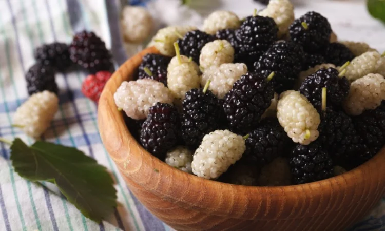 Шелковица черенки огромная: черная, розовая, белая дешево 10 грн - фото № 12