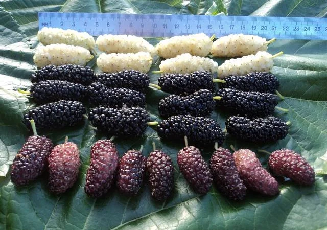 Шелковица черенки огромная: черная, розовая, белая дешево 10 грн - фото № 2