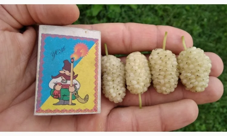 Шелковица черенки огромная: черная, розовая, белая дешево 10 грн - фото № 3