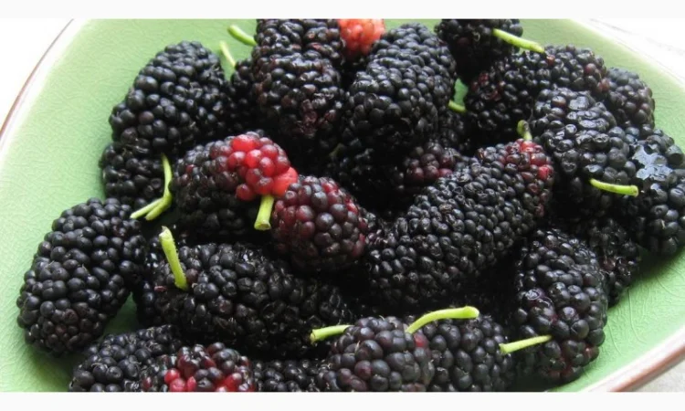 Шелковица черенки огромная: черная, розовая, белая дешево 10 грн - фото № 4