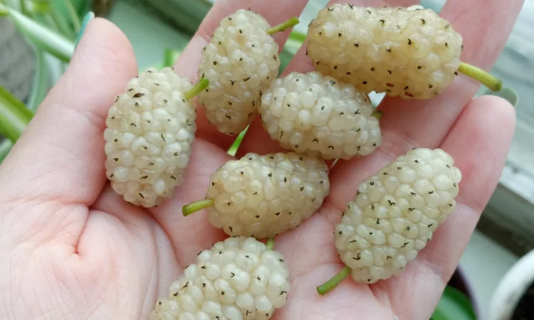 Шелковица черенки огромная: черная, розовая, белая дешево 10 грн - фото № 5