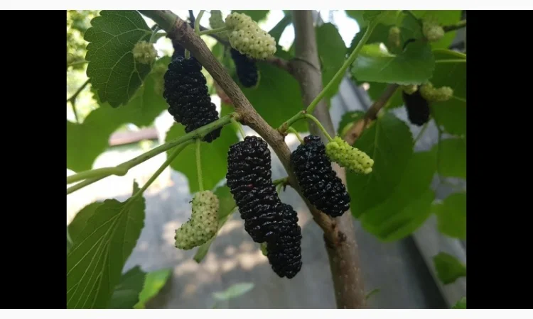 Шелковица черенки огромная: черная, розовая, белая дешево 10 грн - фото № 7