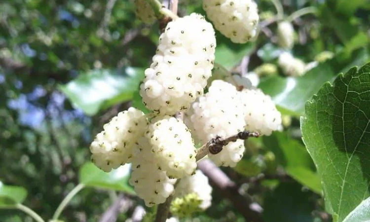 Шелковица черенки огромная: черная, розовая, белая дешево 10 грн - фото № 8