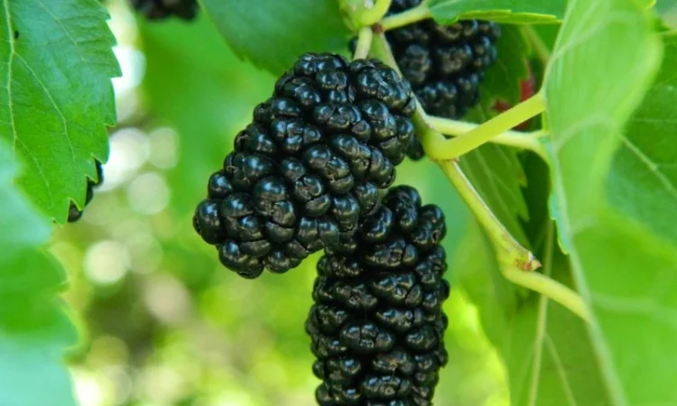 Шовковиця чорна "Королівська"Саджанці - фото № 1