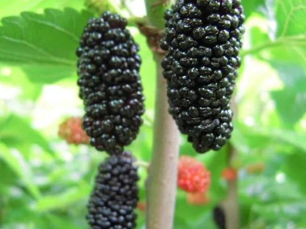 Привитые саженцы шелковицы Галиция, Белая Леди, Розовая, Шелли - фото № 2