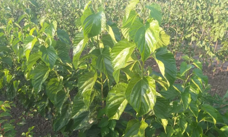 Привитые саженцы шелковицы Галиция, Белая Леди, Розовая, Шелли - фото № 3