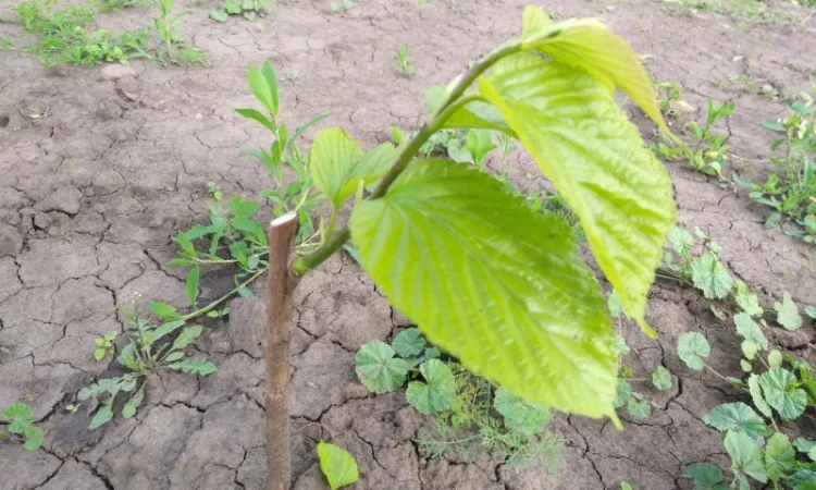 Привитые саженцы шелковицы Галиция, Белая Леди, Розовая, Шелли - фото № 4