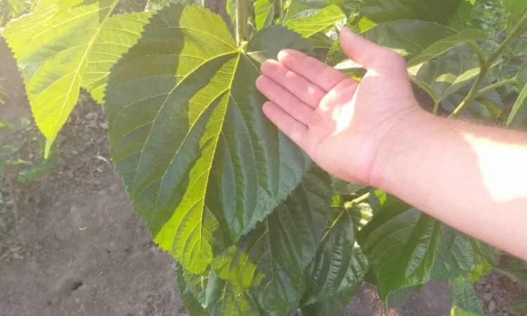 Саженцы шелковицы Галиция, Шелли, привитая - фото № 3