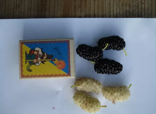 Саженцы шелковицы привитые, выбор сортов - фото № 2