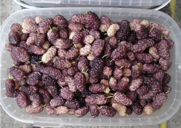 Саженцы шелковицы привитые, выбор сортов - фото № 3