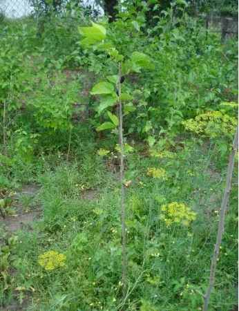 Саженцы шелковицы привитые, выбор сортов - фото № 4