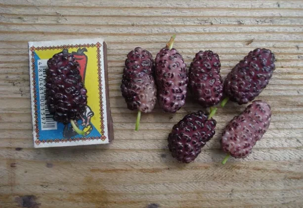 Саженцы шелковицы привитые, выбор сортов - фото № 5