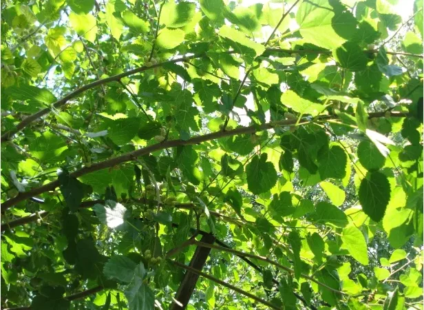 Саженцы шелковицы привитые, выбор сортов - фото № 7