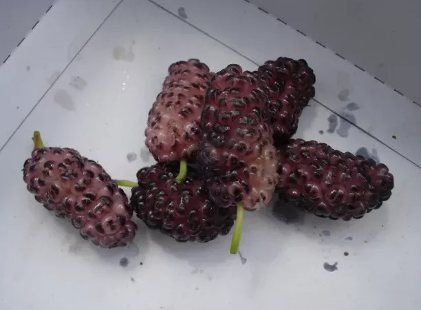 Саженцы шелковицы привитые, выбор сортов - фото № 8